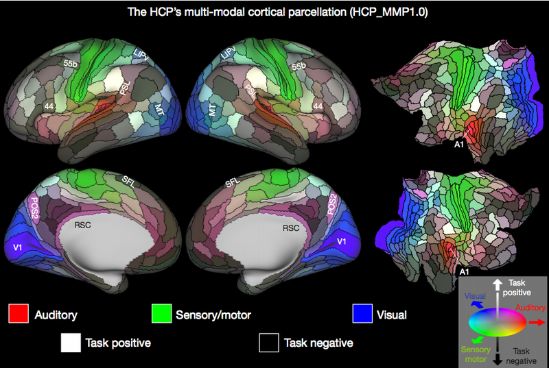 The 180 areas identified in both left and right hemispheres. (Matthew F. Glasser et al., 2016/Nature)